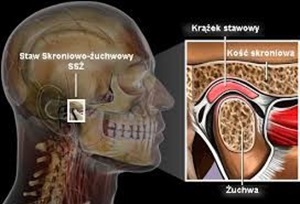 budowa stawu skroniowo-żuchwowego